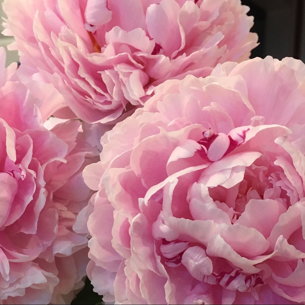 Meet your Posher, Angela